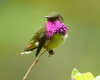Wine-throated Humminbird